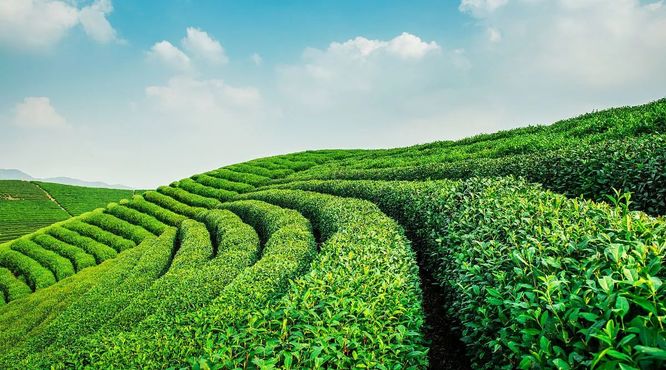 土壤改良剂对茶园土壤环境和茶树生长的影响
